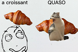 可颂猫是什么意思